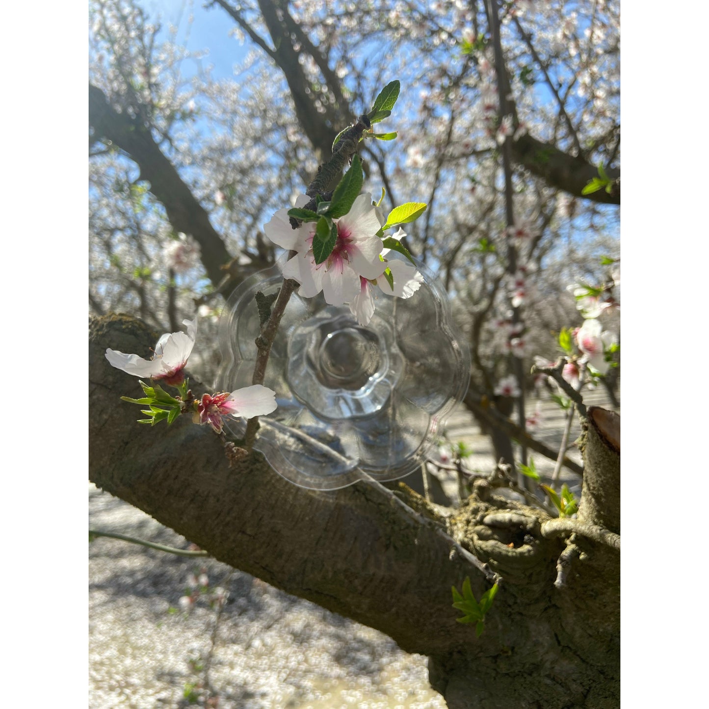 Cherry Blossom Bowls (8 Oz)
